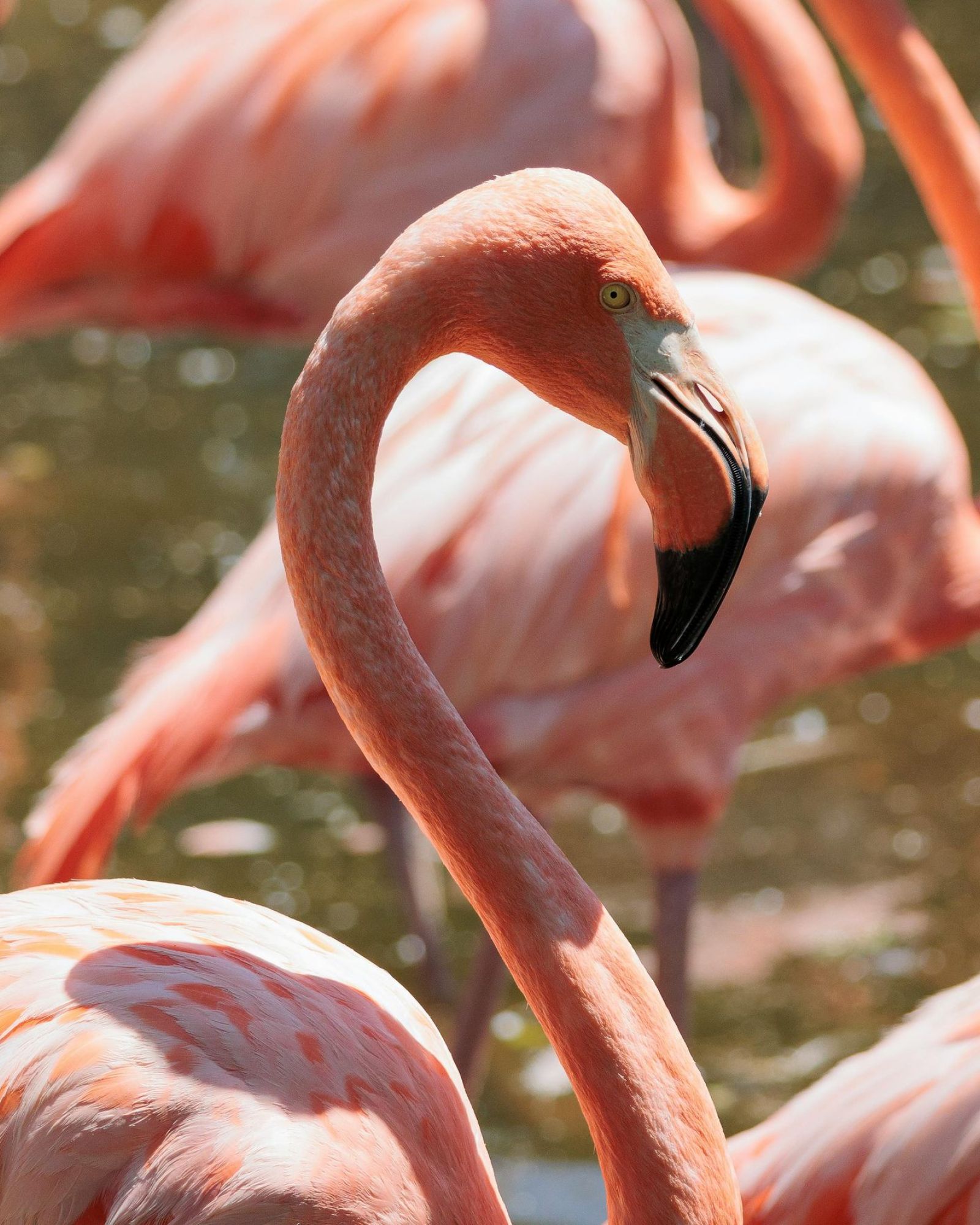 A group of pink flamingos standing in shallow water, with one prominently featured in the foreground at VERVE Tempe, adding a playful and tropical vibe to the community aesthetic.