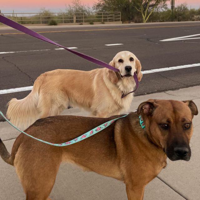 meet Haddie🐾 our newest pet of the month 

this pocket full of sunshine loves:

☀️swimming with her siblings
☀️sunset walks
☀️belly rubs
☀️and lots and lots of attention 

you already know haddie is escaping the AZ heat by sitting by the pool all day🕶️
