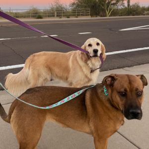 meet Haddie🐾 our newest pet of the month 

this pocket full of sunshine loves:

☀️swimming with her siblings
☀️sunset walks
☀️belly rubs
☀️and lots and lots of attention 

you already know haddie is escaping the AZ heat by sitting by the pool all day🕶️