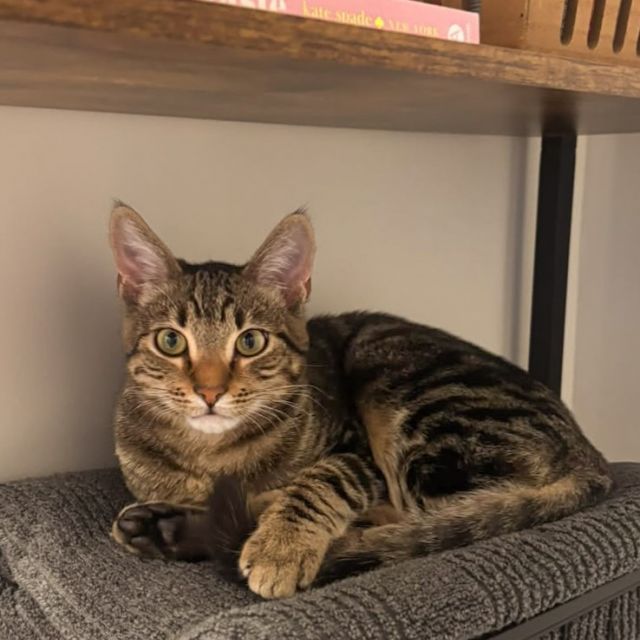meet our pet of the month 🐾 Clover

everyone say hiii to our furry resident! this little man is 9 months old and is a big fan of chasing toys, window watching + scrambled eggs 🫶
