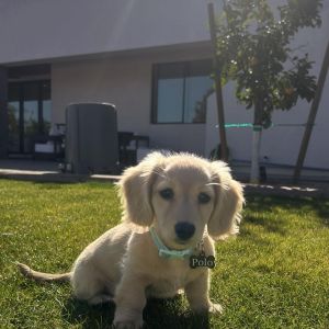 say hi to verve’s april pet of the month: Polo 👑✨

he’s know for being:
✨professional sunbather
✨champion napper
✨poolside regular
✨part-time neighborhood security (aka always in your business)

if there’s a sunny spot or a little bit of drama, polo is already there!