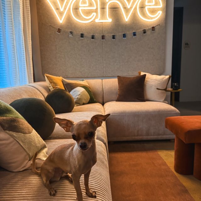 🥁 drum roll please…. introducing July’s pet of the month! 

meet Mighty a rescued chihuahua who made a BIG move to AZ recently (and is loving the sunshine) 

fun facts about this little man: 
• loves to sunbathe 🔆
• prefers his duck and lamb chop stuff toys 
• great at hiding important things around the house 

we love Mighty, our future furry resident (pet friendly here at VERVE 😉) 

DM us your pets to be featured next! 📲