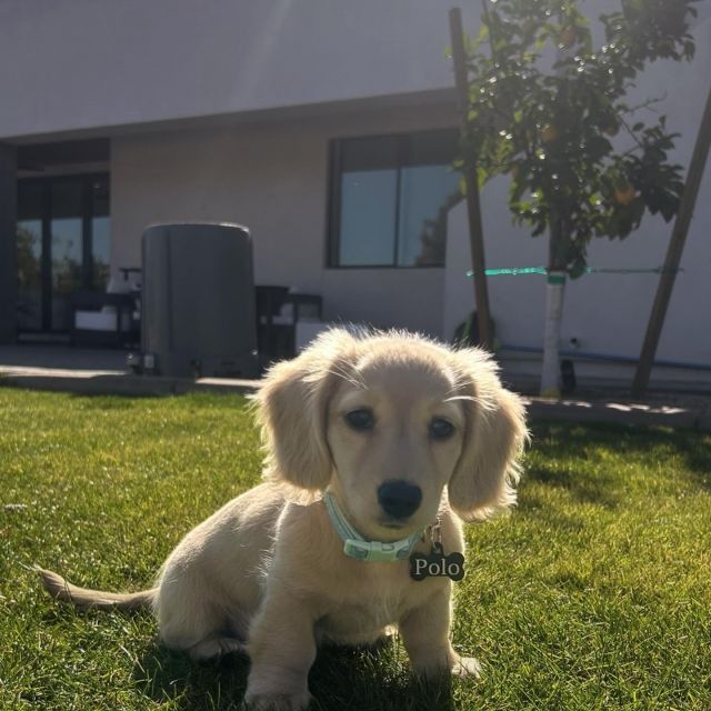 say hi to verve’s april pet of the month: Polo 👑✨

he’s know for being:
✨professional sunbather
✨champion napper
✨poolside regular
✨part-time neighborhood security (aka always in your business)

if there’s a sunny spot or a little bit of drama, polo is already there!