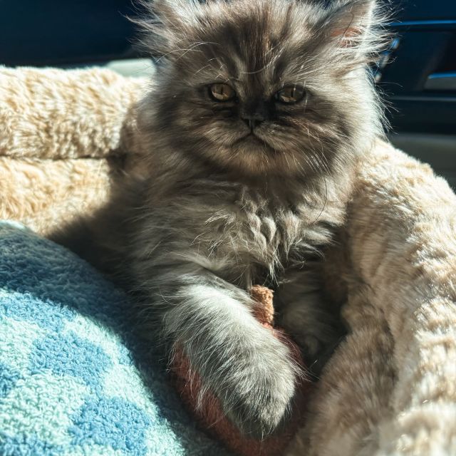 everyone welcome Jo to the pet of the month club for October! 🫶 

what does Jo’s day to day look like? 
• going fishing (playing with fish toy) 🎣
• fav color is blue + loves socks 
• loves daydreaming by looking out the window 
• always needs to be included in group (gets fomo) 😭
• certified night owl 

Jo keeps her days booked and busy, but she will always make time for you 🤝