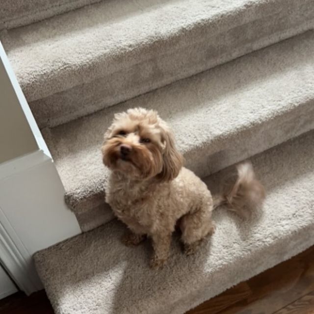 say hi to VERVE’s newest pet of the month: Wrigley🐾 

this fluffy little guy is known for being:

☁️ professional stair supervisor
☁️ full-time tail wagger 
☁️ loves marshmallows and the snow 
☁️ neighborhood greeter and everyone’s new best friend

if there’s a snack nearby or a sunny spot to claim, Wrigley is already there 🫶