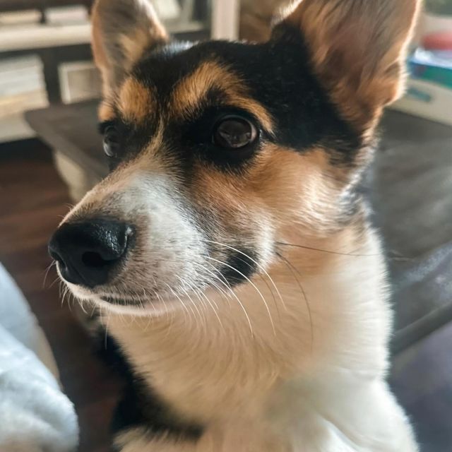 say hi to VERVE’s pet of the month: Mylo 🐶
our favorite short king 👑 

what does a day in his life look like?

🐾 early wake-up and straight to snacks 🐾 quick zooms around the apartment 🐾 window neighborhood watch  🐾 mid-day naps in the best sun spots 🐾 evening walks + meeting new friends

safe to say Mylo is ready to settle in at VERVE 🫶 perks of living somewhere pet-friendly