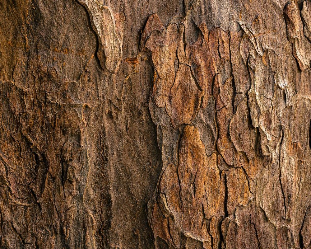 Bark pattern VERVE Tempe